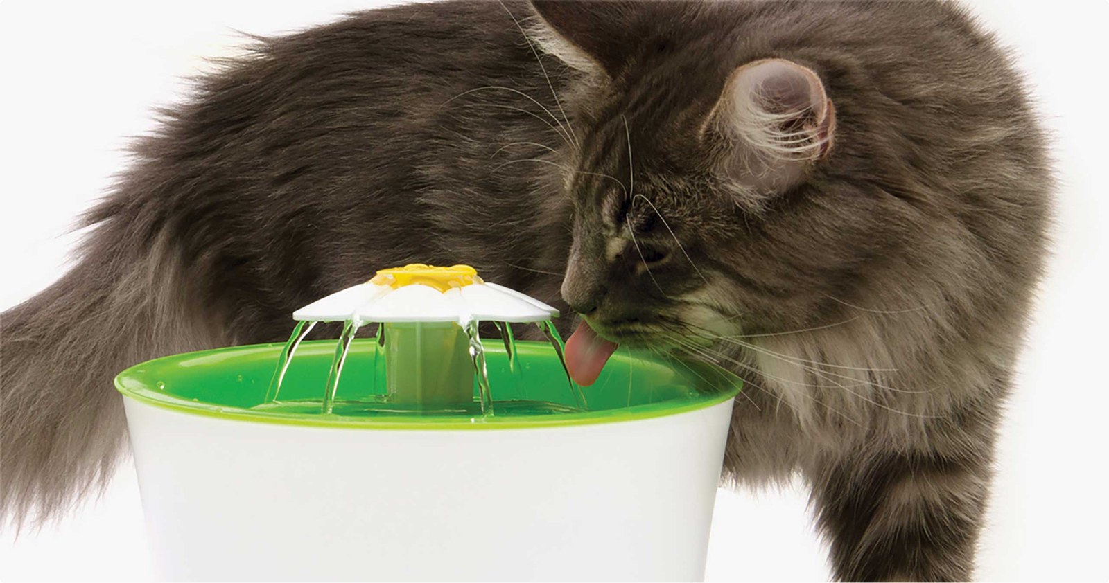 A long-haired gray cat drinking from the green Catit Flower Fountain, with water streaming from the white flower on top